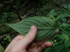 Klaprothia mentzelioides