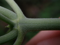 Klaprothia mentzelioides