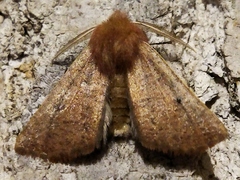 Dasycorsa modesta
