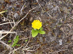 Oxygraphis glacialis
