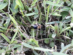 Cephenemyia phobifer