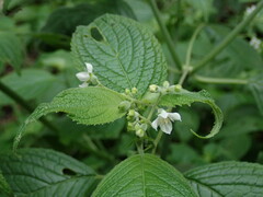 Klaprothia mentzelioides