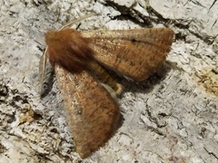 Dasycorsa modesta