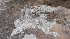 Xanthoparmelia conspersa
