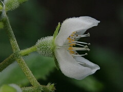 Klaprothia mentzelioides