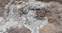 Xanthoparmelia conspersa