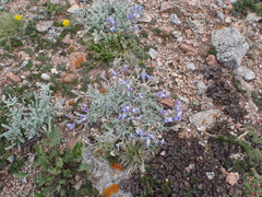 Oxytropis chionobia