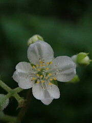 Klaprothia mentzelioides