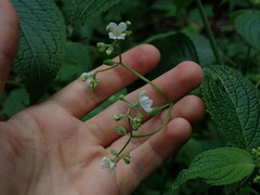 Klaprothia mentzelioides