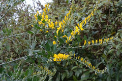 Genista stenopetala