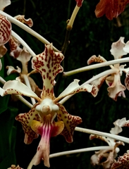 Vanda