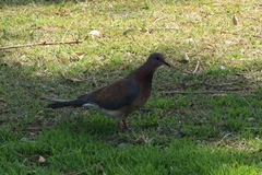 Streptopelia senegalensis