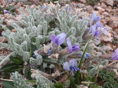 Oxytropis chionobia