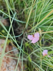 Nemesia fruticans