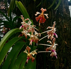 Vanda