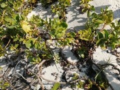 Scaevola plumieri