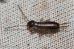 Forficulinae