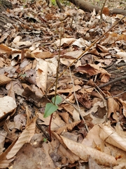 Neottia bifolia