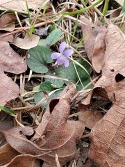 Viola walteri