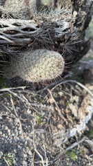 Mammillaria grahamii