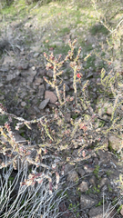 Cylindropuntia leptocaulis