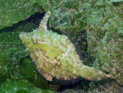 Acreichthys tomentosus