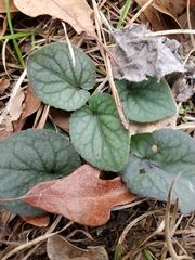 Viola walteri