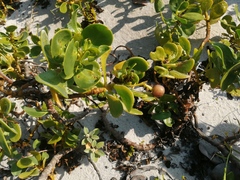 Scaevola plumieri