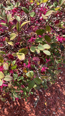 Loropetalum chinense