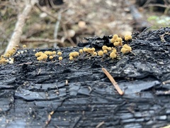 Hemitrichia calyculata