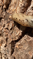 Megapallifera mutabilis