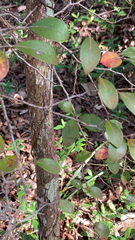 Vaccinium arboreum