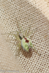 Nigma puella