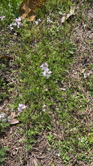 Cardamine pratensis
