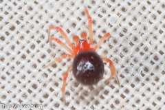 Ruborridion musivum