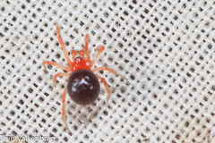 Ruborridion musivum