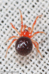 Ruborridion musivum