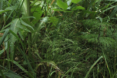 Agrostis clavata