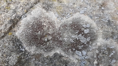 Lecanora campestris