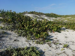 Scaevola plumieri