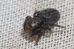 Euophrys