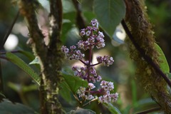 Miconieae