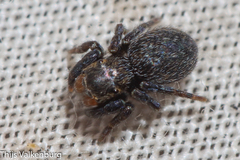 Euophrys