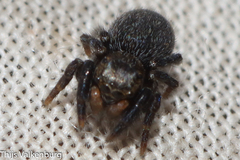 Euophrys