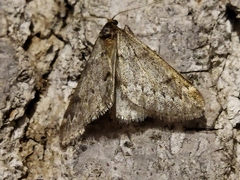 Alsophila aescularia