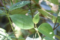 Miconieae