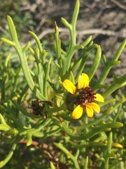Encelia ventorum