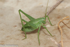 Odontura glabricauda
