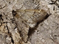 Alsophila aescularia