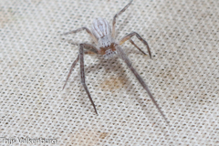 Uloborus walckenaerius